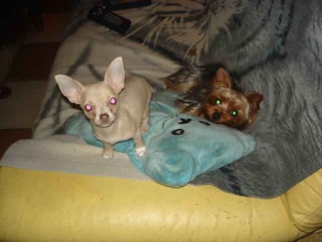 voici chikita mon chihuahua et pepita mon yorkshire - Chihuahua