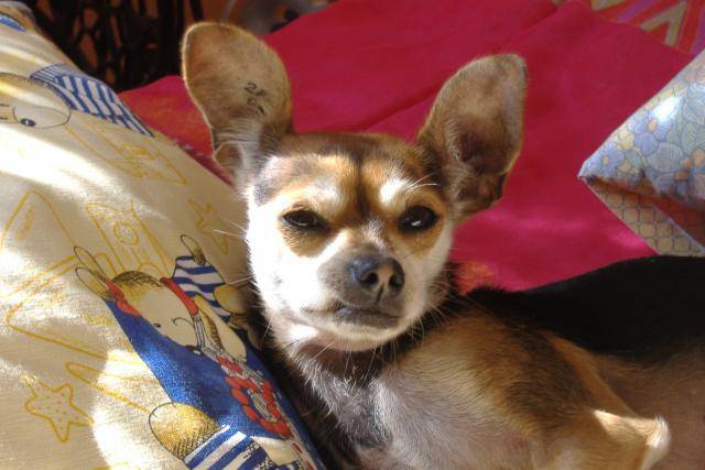 croisé Pinscher-Chihuahua. POUPOUNE - Chihuahua