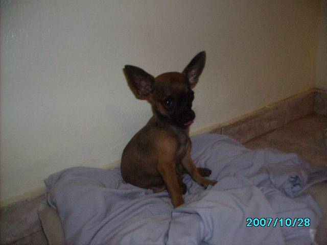 Chihuahua Moustic - Chihuahua