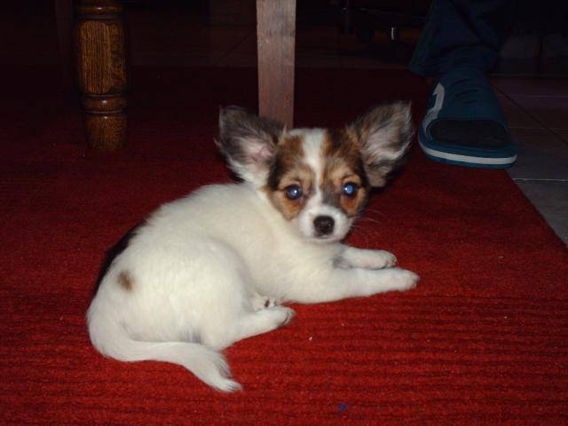 chihuahua à long poil Lucky - Chihuahua
