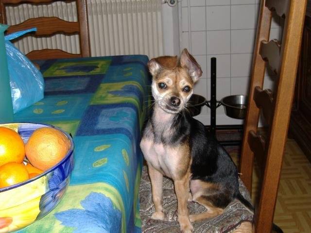 croisé pinscher-chihuahua - POUPOUNE - Chihuahua