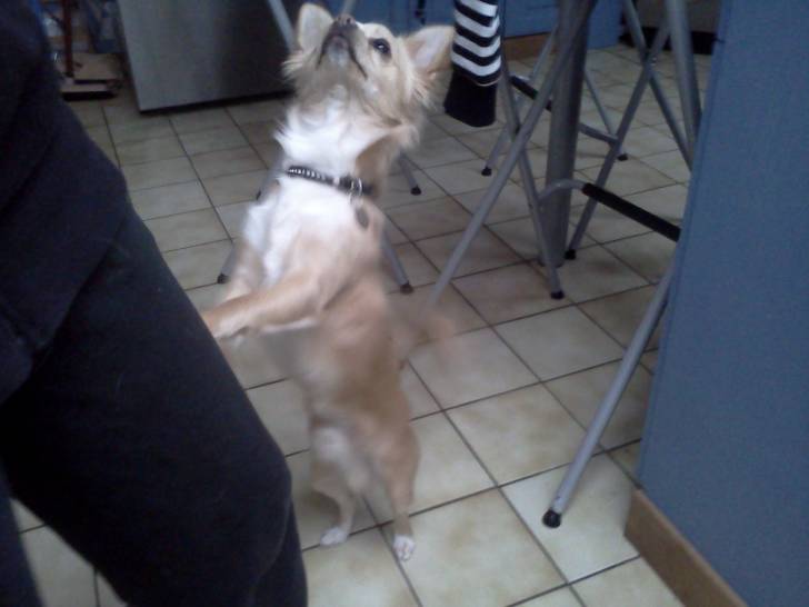 Yoshi - Chihuahua Mâle