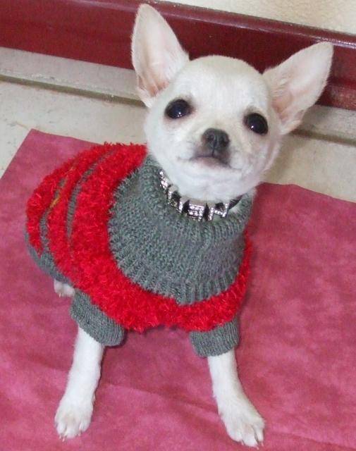 chihuahua - Némo - Chihuahua