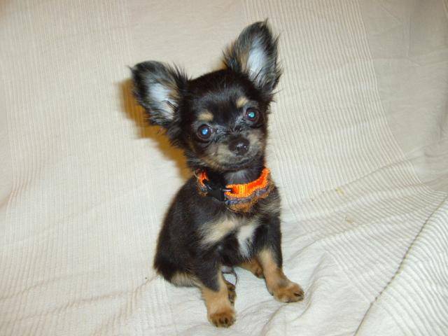 Chihuahua. Calypso - Chihuahua