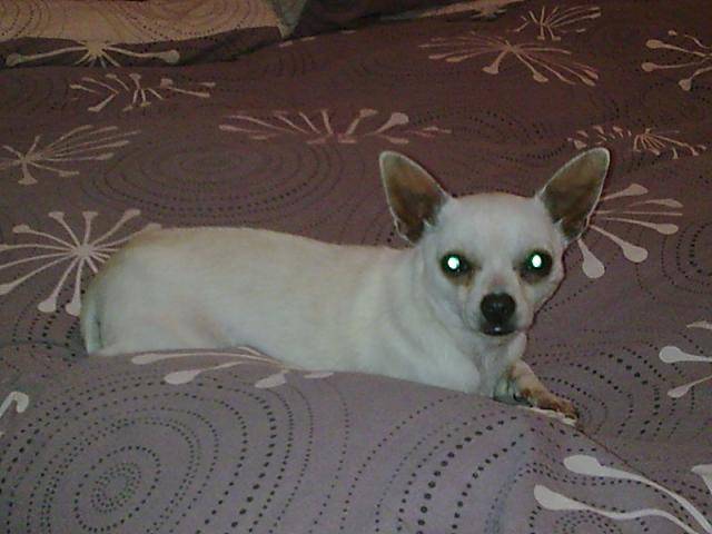 chihuahua nicky - Chihuahua