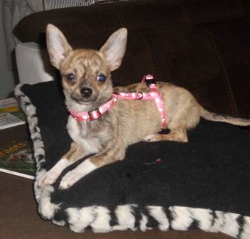 chihuahua - Chihuahua