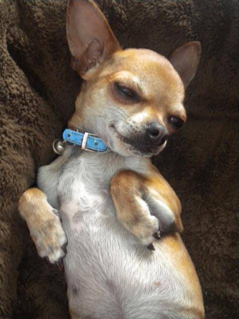 chihuahua figaro - Chihuahua