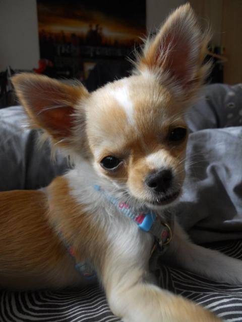 Chihuahua Vanille - Chihuahua