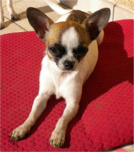 Chihuahua Fanny - Chihuahua