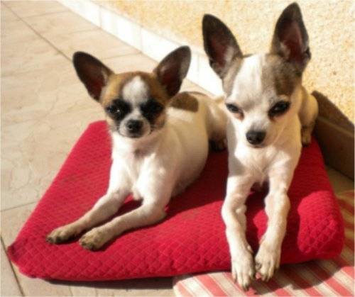 Chihuahua Fanny & Diégo - Chihuahua