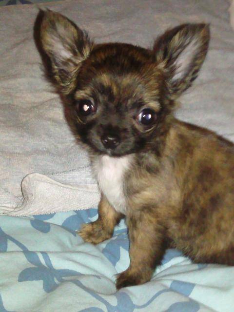 Chihuahua / Fycelle 8 mois - Chihuahua (8 mois)