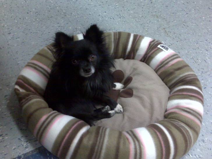 Ferby - Chihuahua Mâle (3 ans)