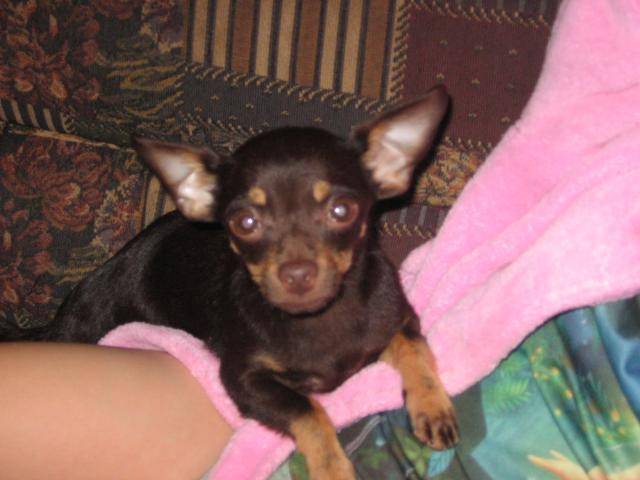 Chihuahua - Chihuahua