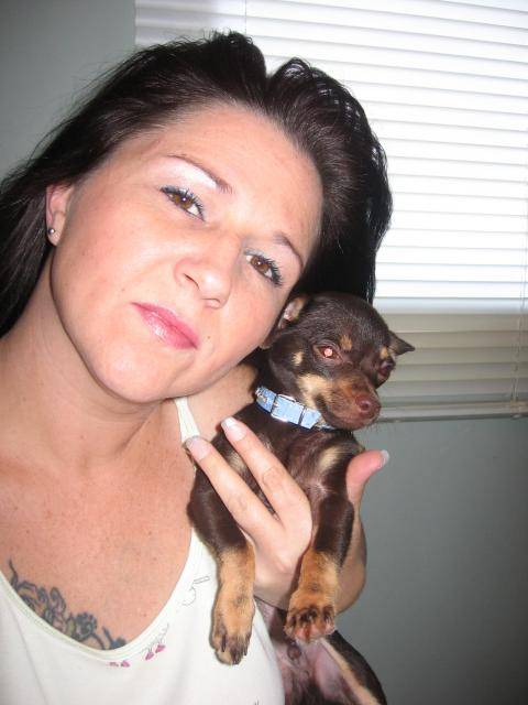 Chihuahua - Chihuahua