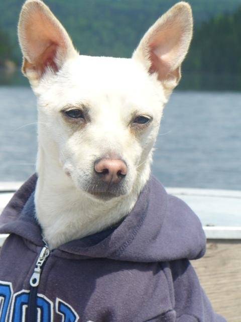 Bruno (chihuahua-Jack-russel) - Chihuahua