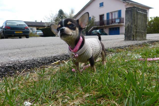 Kessy femelle Chihuahua - Chihuahua