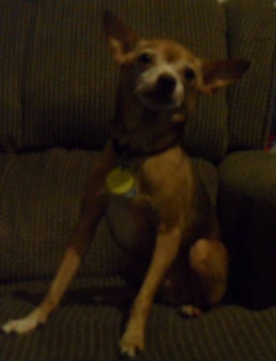 Little Chief - Chihuahua Mâle (5 ans)