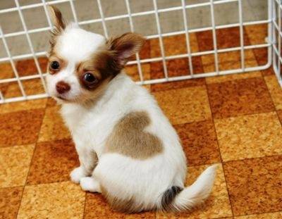 Chanel - Chihuahua (2 mois)