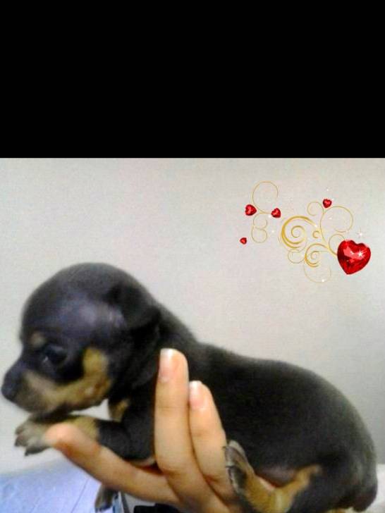 chichy - Chihuahua (2 mois)
