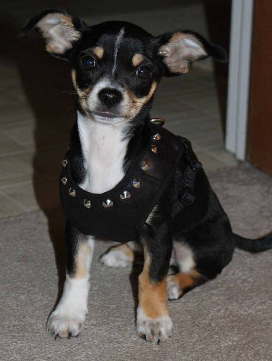Rocko - Chihuahua Mâle (2 ans)