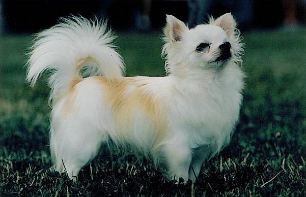 Idi des Mini Elidyle Championne Internationale - Chihuahua