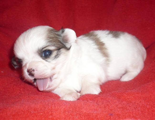 Bébé chihuahua - Chihuahua