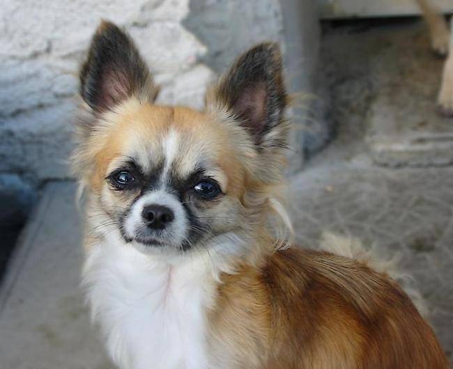 Audace du Clos des Mouyssoux - Chihuahua