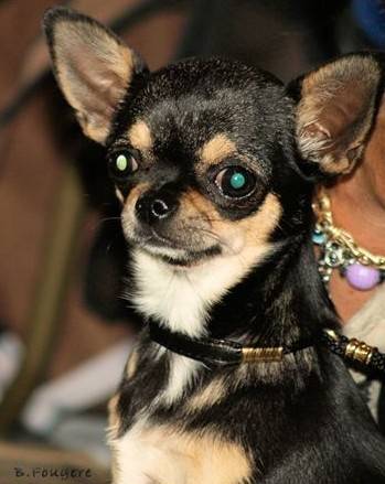 Dalila du Clos des Mouyssoux - Chihuahua
