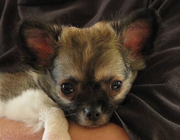 Furby Chihuahua à poils longs 2 mois et demi - Chihuahua (2 mois)