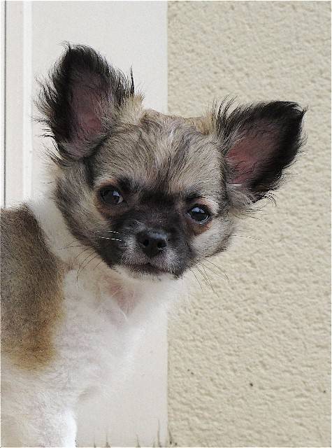 Chihuahua à poils longs : Furby - Chihuahua