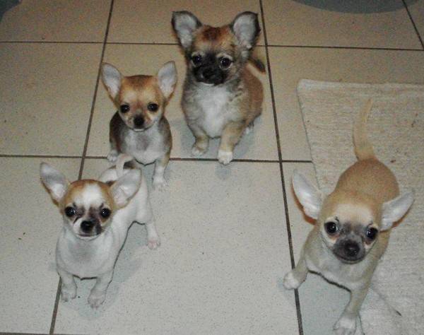 4 frères 3 mois - 1 à poil court & 1 à poil long - Chihuahua (3 mois)