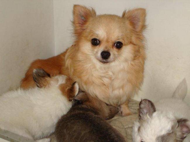 Alistar Of Tierras Calientes et ses bébés - Chihuahua