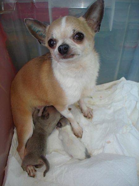 Bellinda Of Tierras Calientes - Chihuahua