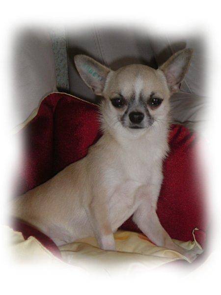 Casimir Of Tierras Calientes - Chihuahua