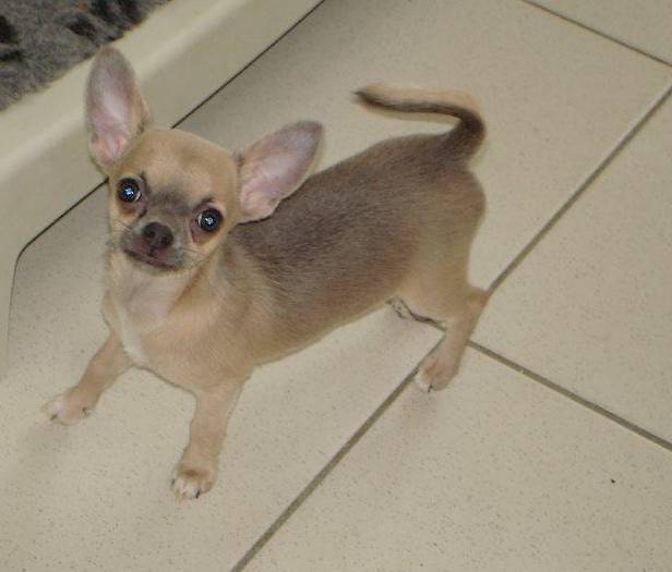 Héva Of Tierras Calientes - Chihuahua