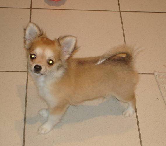 Ikanaille Of Tier Calientes - Chihuahua