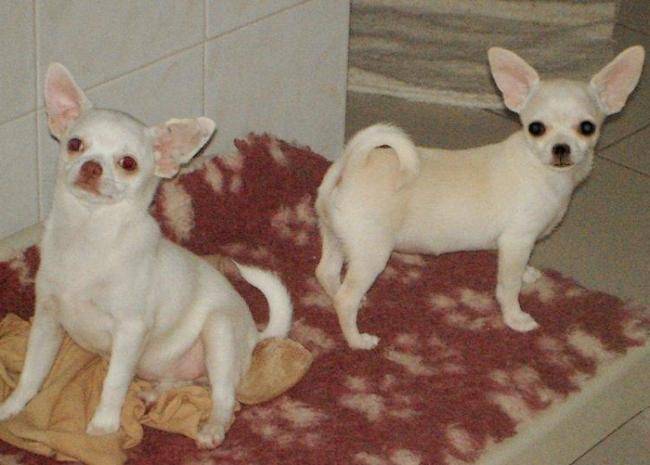 Ipsy et Ilona Of Tierras Calientes - Chihuahua