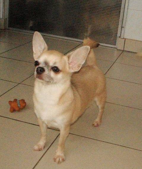 Fantastica Of Tierras Calientes chienne Chihuahua - Chihuahua
