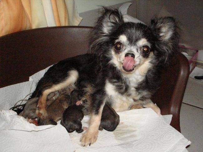 Grande léchouille de Batilda avec ses bébés - Chihuahua