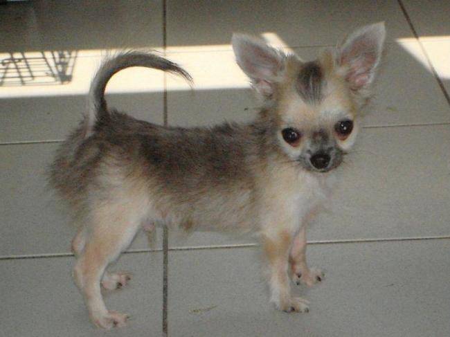 Gunther Of Tierras Calientes 4 mois - Chihuahua (4 mois)