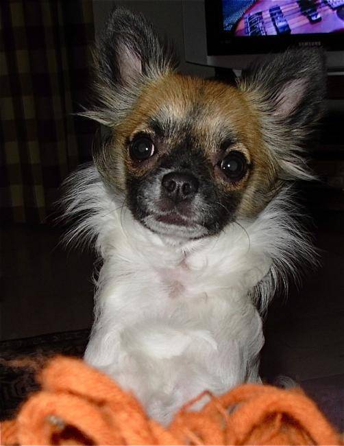 Furby - Chihuahua