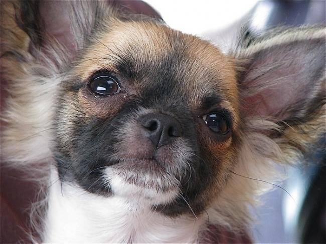 Furby gros plan, chihuahua - Chihuahua