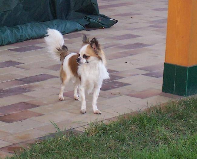 DON QUICHOTTE chihuahua de 2 ans 1/2 bicolore - Chihuahua (2 ans et demi)