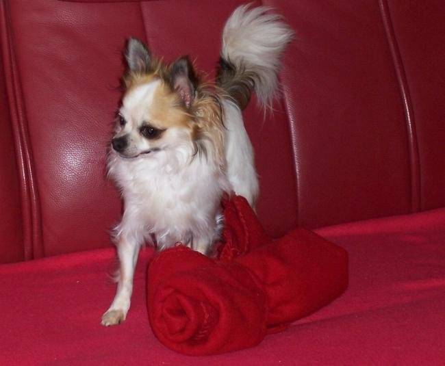Don Quichotte, 2 ans et demi - Chihuahua (2 ans et demi)