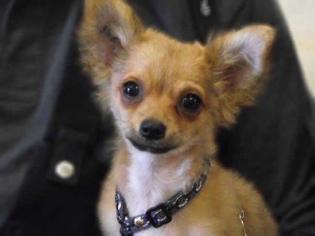 FILOU DE LA MARQUISE DE RASCAGNAC Chihuahua 5 mois - Chihuahua (5 mois)