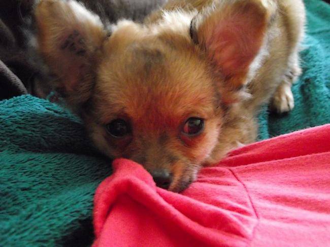 FILOU DE LA MARQUISE DE RASCAGNAC Chihuahua bébé - Chihuahua
