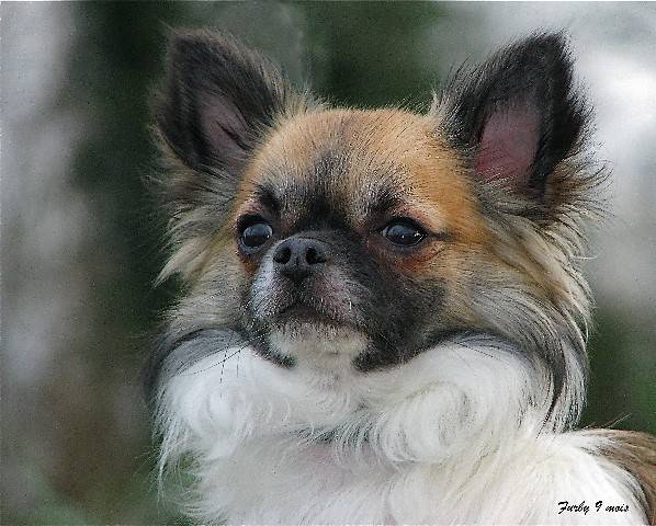 Furby, Chihuahua 10 mois - Chihuahua (10 mois)