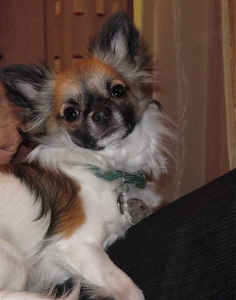 Furby, Chihuahua de 10 mois - Chihuahua (10 mois)
