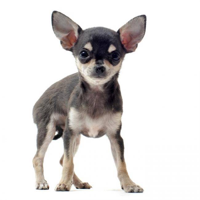 GU'CHI qui va avoir 4 mois Chihuahua tricolore - Chihuahua (4 mois)