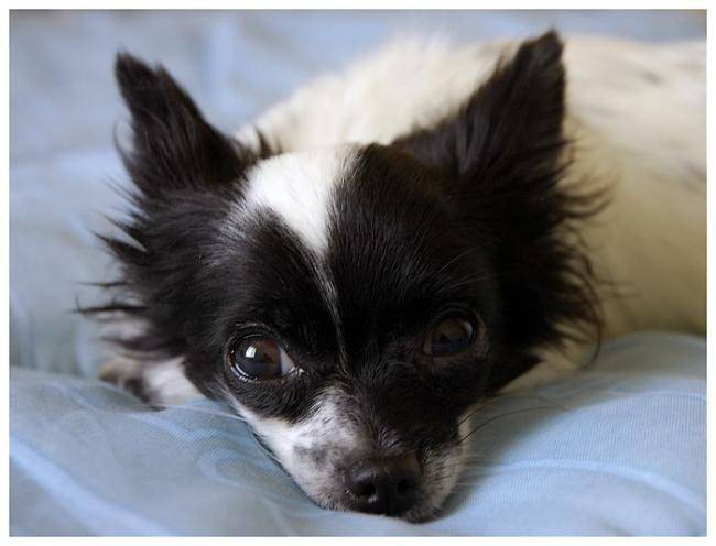 Polka, jolie petite Chihuahua de 3 ans - Chihuahua (3 ans)